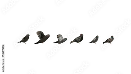 3D High Poly Birds - SET1 Color - Right View © Valentyn