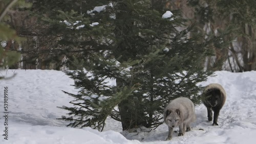 arctic foxes trotting down winter path slomo photo