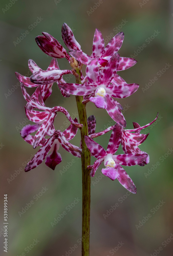 Labellum Insects Slender Hyacinth-orchid (Dipodium variegatum) which has a dense hairy ...