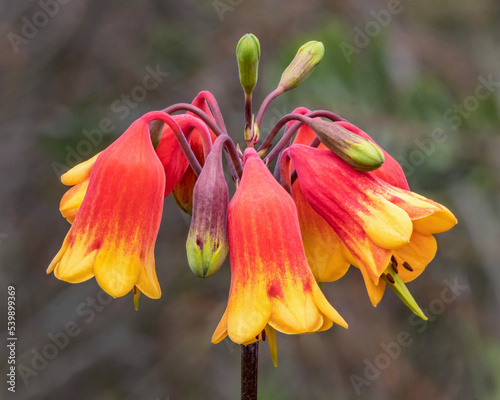 Christmas Bells (Blandfordia grandiflora)  - spectacular waxy flowers approx 50mm long; stems approx 800mm long; colours range from red to yellow - endemic to south-eastern Australia