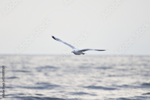 Wasservogel über dem Meer