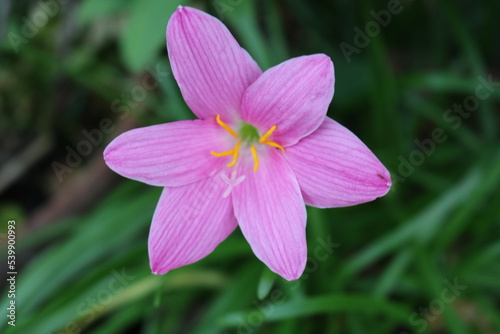 pink flower in the garden