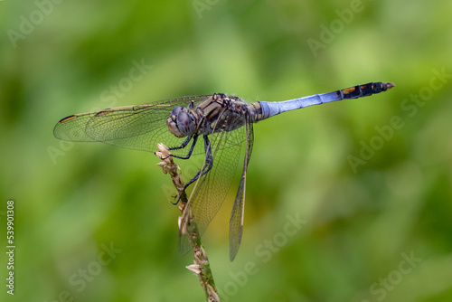 Male Blue Skimmer Dragonfly (Orthetrum caledonicum) - NSW, Australia © Anne Powell