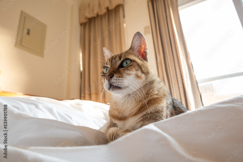 lazy and funny tabby cat lazy and funny tabby cat