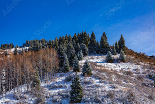 winter landscape with snow