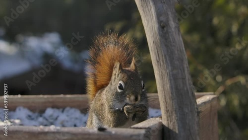 squirrel eating seeds closeup funny photo