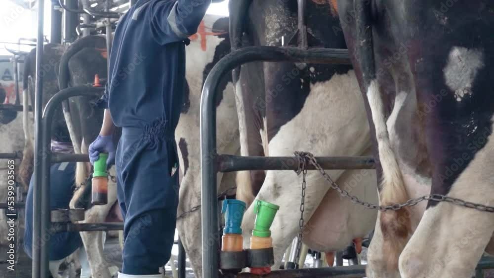 Healthy dairy cows feeding on fodder standing in row of stables in cattle farm barn with worker adding food for animals in blurred background Healthy dairy cows feeding on fodder standing in row of stables in cattle farm barn with worker adding food for animals in blurred background