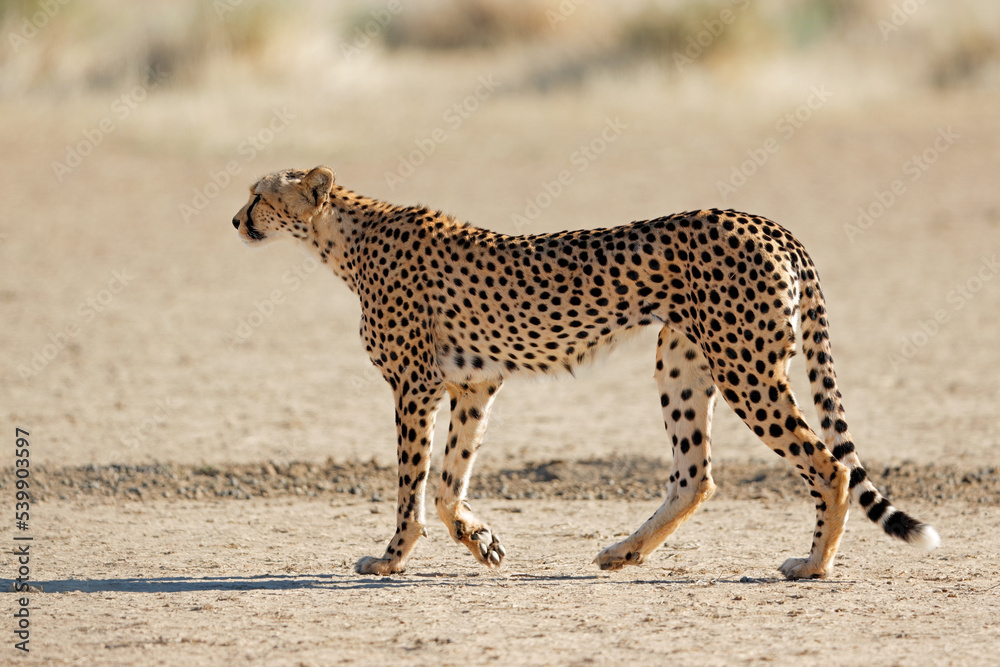 Obraz premium A cheetah (Acinonyx jubatus) stalking in natural habitat, Kalahari desert, South Africa.