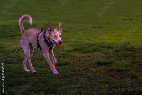 2022-10-17 A TAN AND WHITE DOG RUNNING IN A PARK WITH A ORANGE BALL IN ITS MOUTH WITH A GREEN LAWN AND BLURRY BACKGROUND