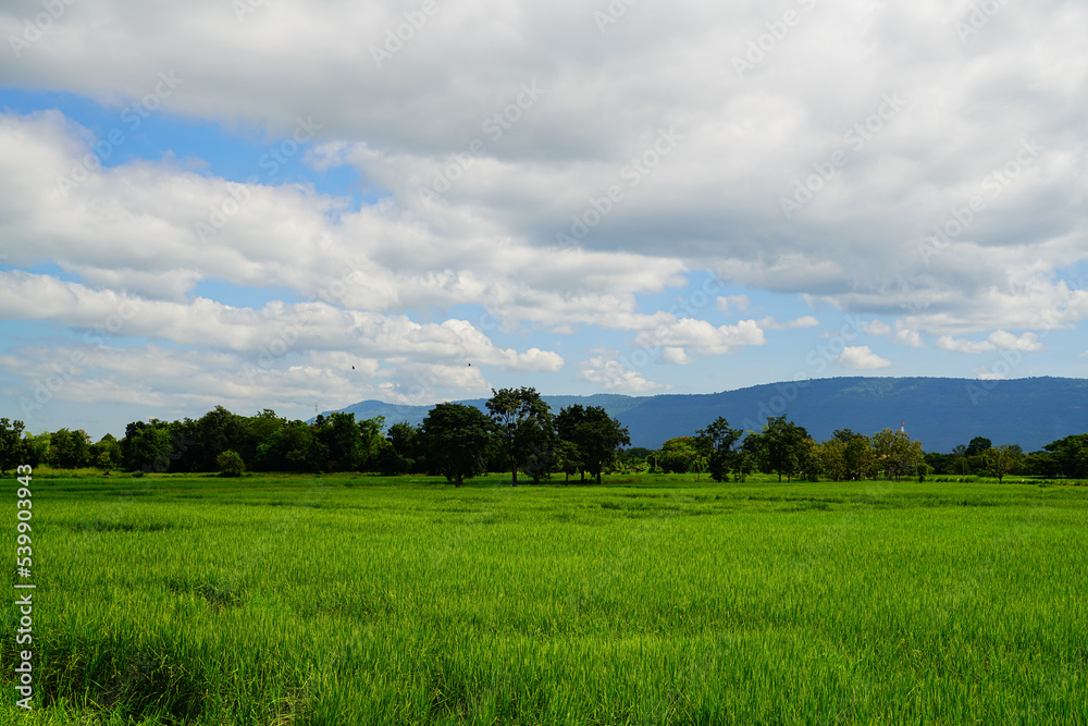 Obraz premium Green Rice Field with Mountains Background under Blue Sky, Panorama view rice field. 