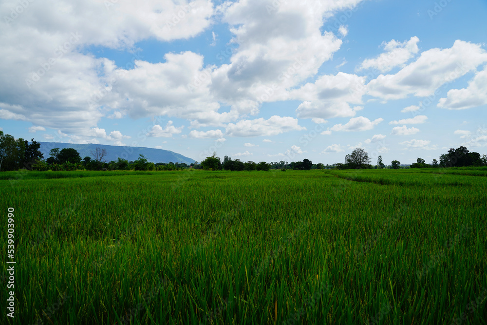 Green Rice Field with Mountains Background under Blue Sky, Panorama view rice field.	
