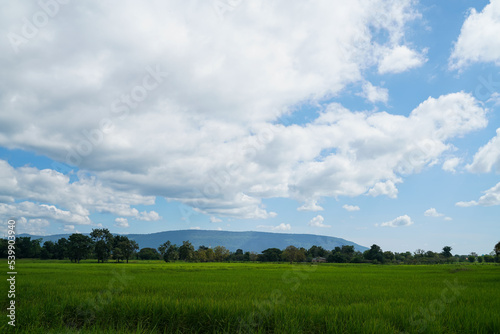 Green Rice Field with Mountains Background under Blue Sky, Panorama view rice field. 