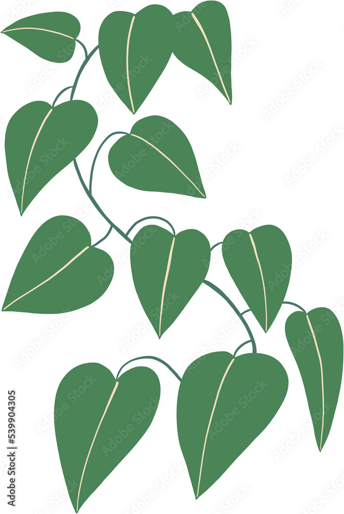 Obraz premium simplicity devil ivy freehand drawing