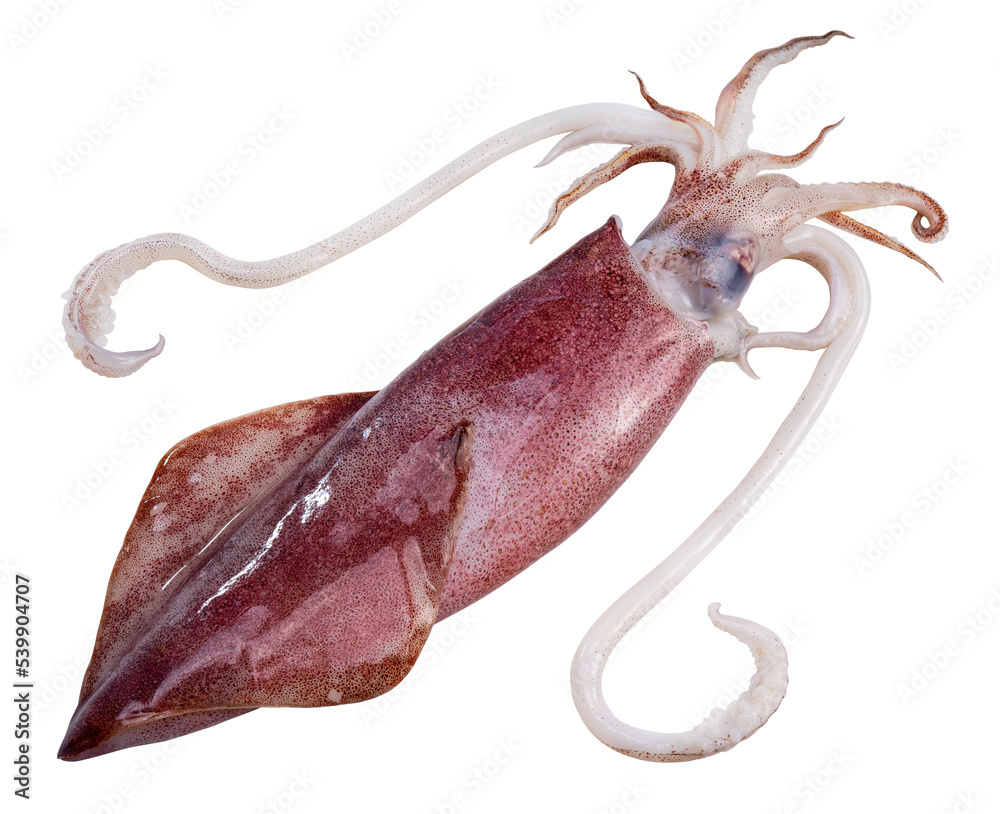 Fresh squid isolated on white background, Squid isolated on white PNG File.  Stock Photo | Adobe Stock