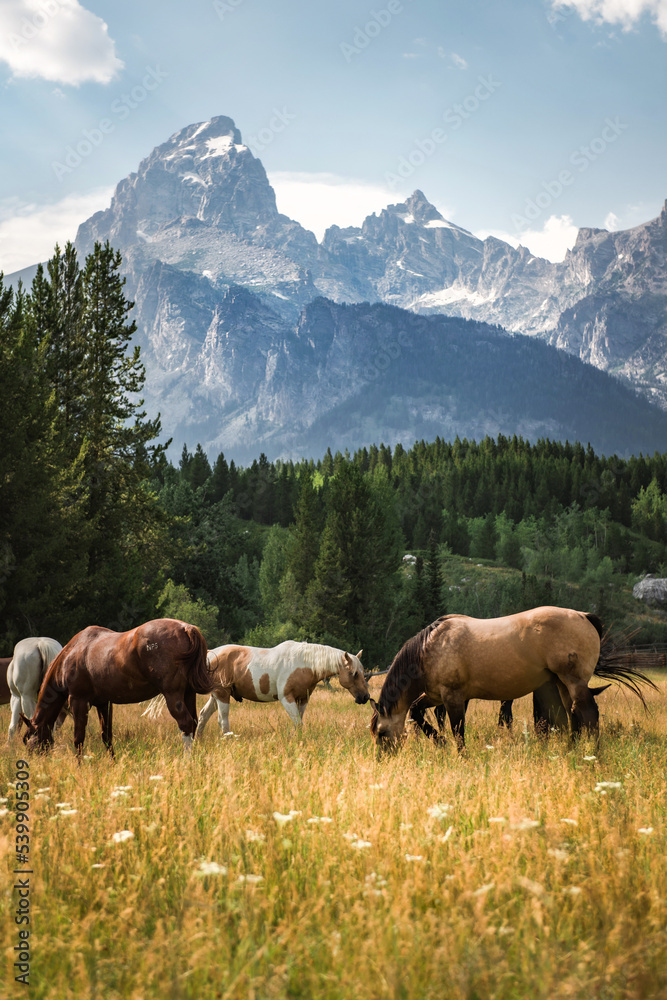 Horses grazing in field below the Grand Teton Mountains in Wyoming Horses grazing in field below the Grand Teton Mountains in Wyoming