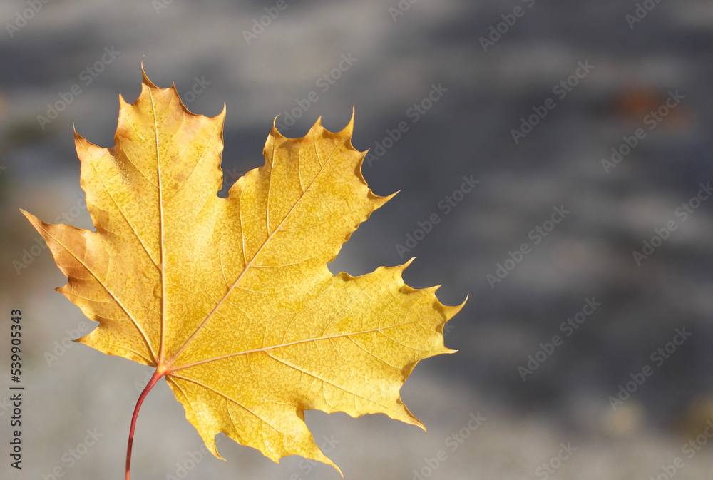yellow autumn beautiful maple leaf on a gray background