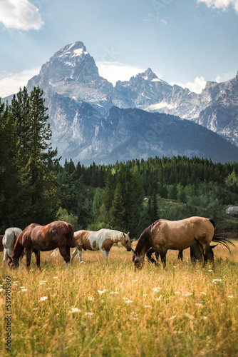 Canvas Print Horses grazing in field below the Grand Teton Mountains in Wyoming