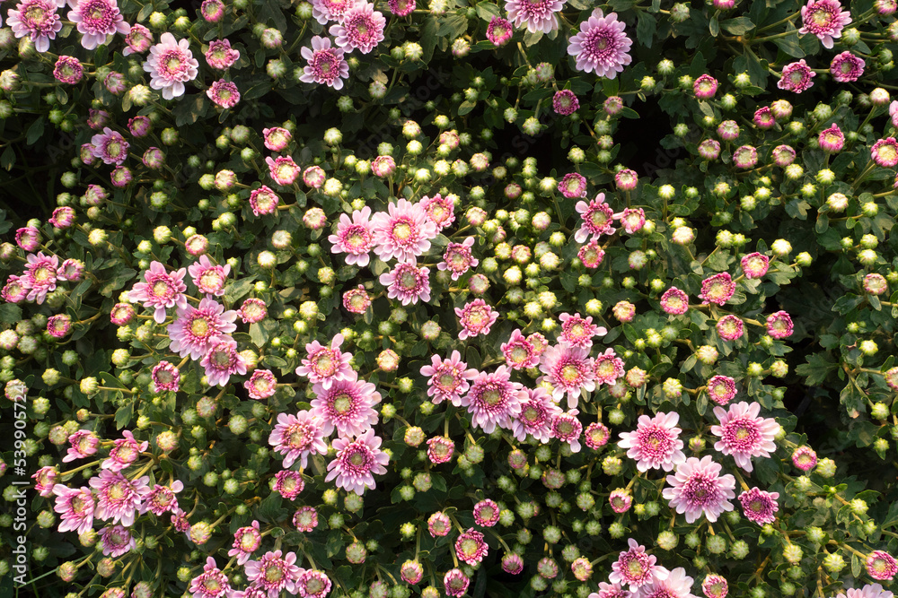 Fototapeta premium Chrysanthemum flowers in plantation nursery for nature background.