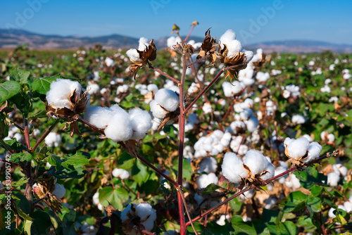 Open cotton bolls, Cotton ready for harvesting. Thessaly, Greece photo