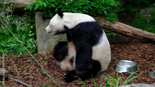 A funny Giant Panda Bear (Ailuropoda melanoleuca) scratching itself, located at the Vienna Zoo (Tiergarten Schönbrunn) in Austria - Often used as a Chinese national symbol - Animals of Europe photo