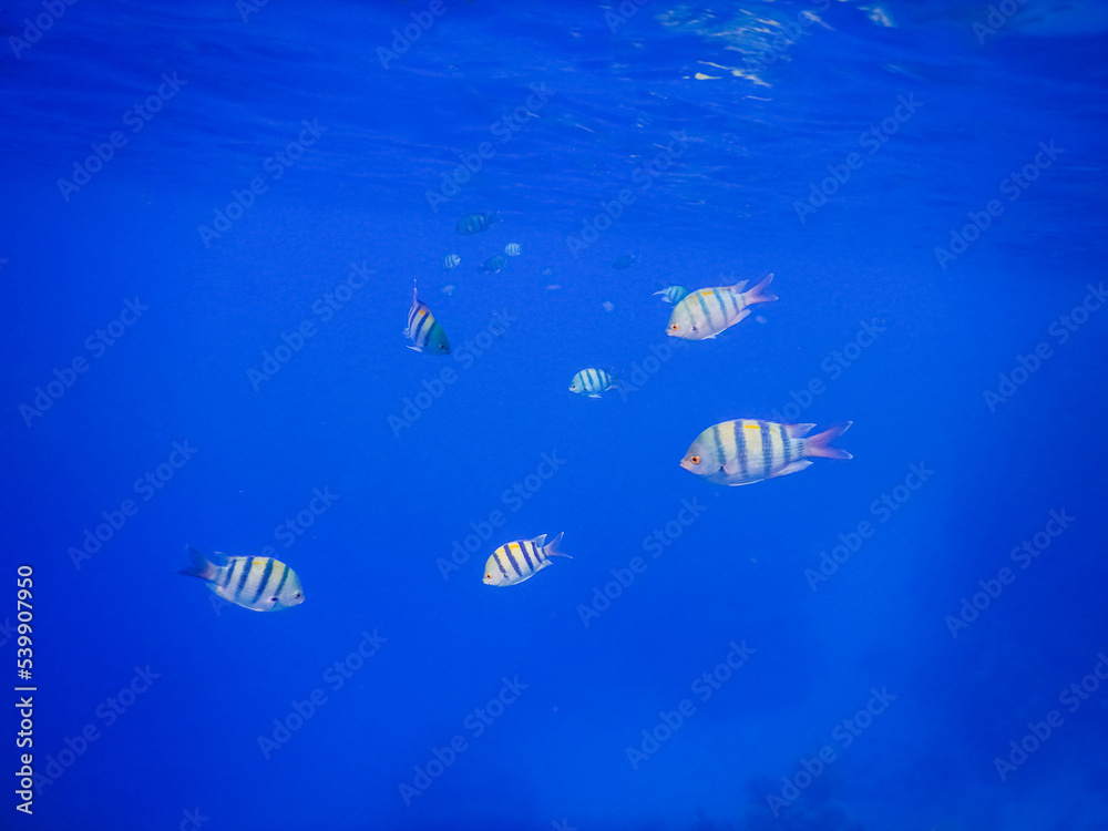 little school of inopazific sergeant fish in blue water little school of inopazific sergeant fish in blue water
