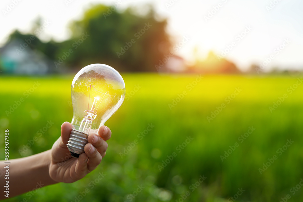 Light bulbs that grow, in the concept of energy in nature. Light bulbs that grow, in the concept of energy in nature.