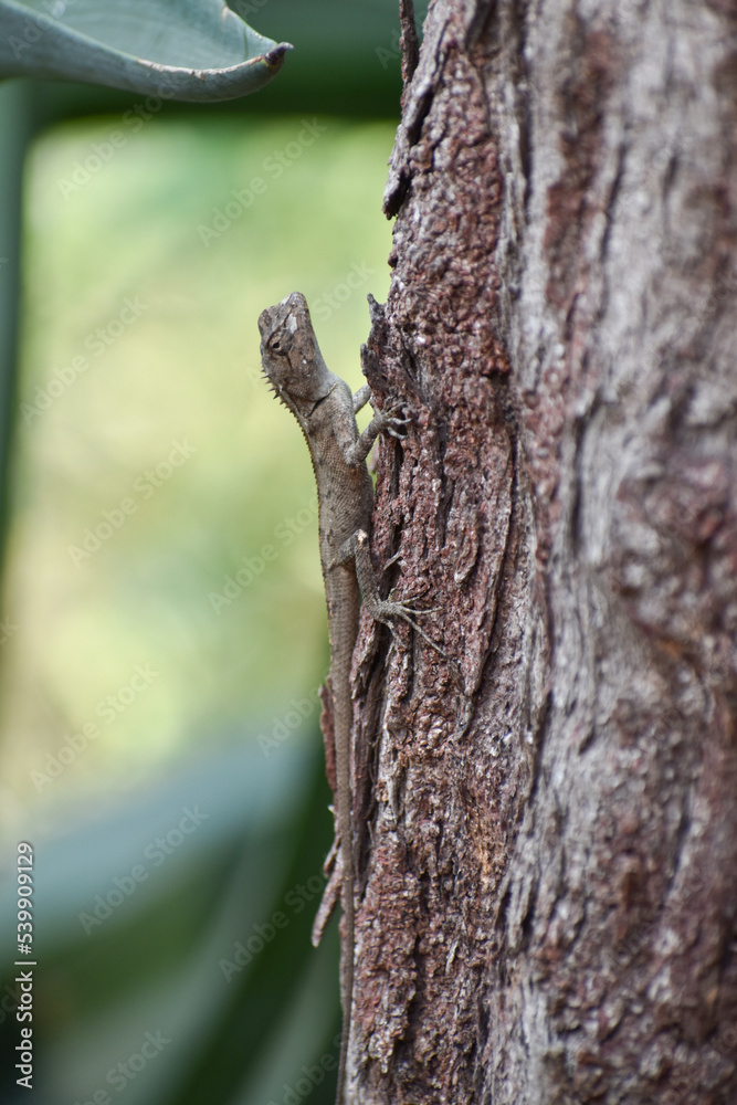 Indian chameleon ( chameleo zeylanicus) climbing on tree Indian chameleon ( chameleo zeylanicus) climbing on tree