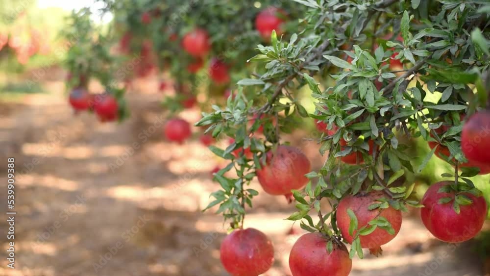 Red pomegranates on tree in orchard in Israel. Pomegranates contain vitamins and useful for health. Fresh, juicy ripe fruit. space for text. outdoors
