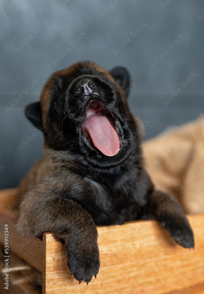 Cute little puppy yawning in the wooden box. Malinois breed. Brown color palette. Dog photography. Life with pet. Close up portrait of a dog. Belgium shepherd Cute little puppy yawning in the wooden box. Malinois breed. Brown color palette. Dog photography. Life with pet. Close up portrait of a dog. Belgium shepherd