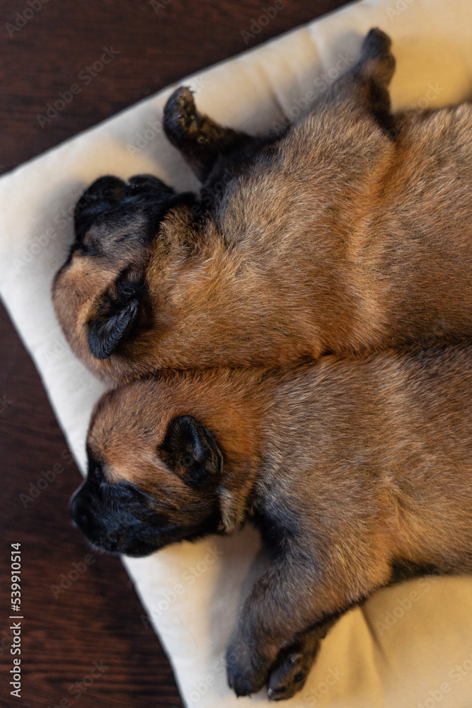 Obraz premium Two cute little puppies sleeping on the pillow. Malinois breed. Brown color palette. Dog photography. Life with pet. Close up portrait of a dog. Belgium shepherd