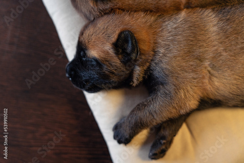 Cute little puppy sleeping on the pillow. Malinois breed. Brown color palette. Dog photography. Life with pet. Close up portrait of a dog. Belgium shepherd