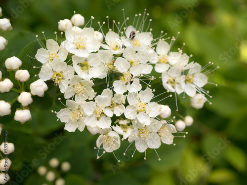 branch of flowering white spirea in spring