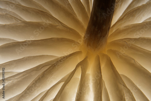 Magic mushroom, close-up of a mushroom from below. The mushroom lamellae give an interesting structure in the light. Copy space for your design or product. Web banner.