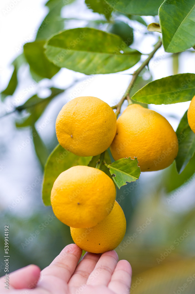 Bunches of fresh yellow ripe lemons on lemon tree branches in garden. 