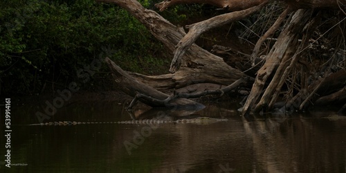 Half body of the crocodile in water with trees and plants in the background