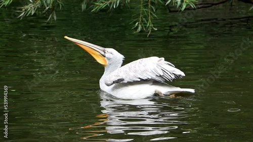 The Dalmatian pelican (Pelecanus crispus) with a small pebble throws inside his beak photo