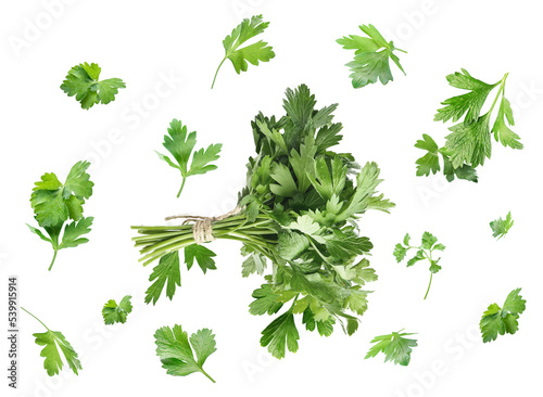 Fresh green parsley isolated on white