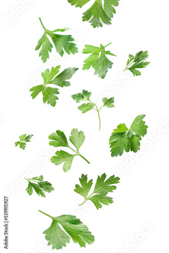 Many leaves of fresh green parsley isolated on white