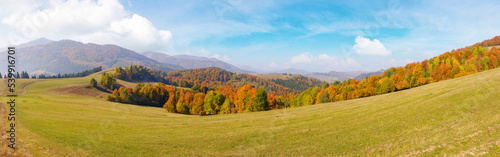 panorama of colorful forest on the hill. beautiful mountain scenery of carpathian countryside in forenoon light