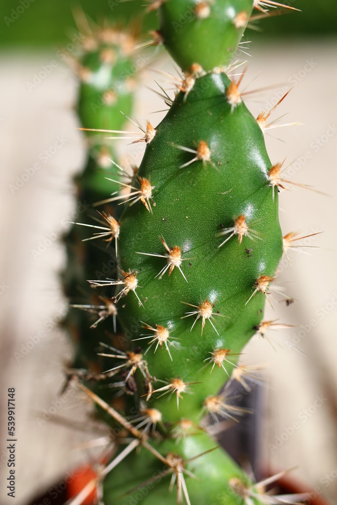 zimujący kaktus Opuncja fragilis Fraser Valley

