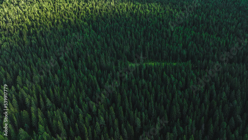 The dark green forest in summer. Trees background. Aerial view