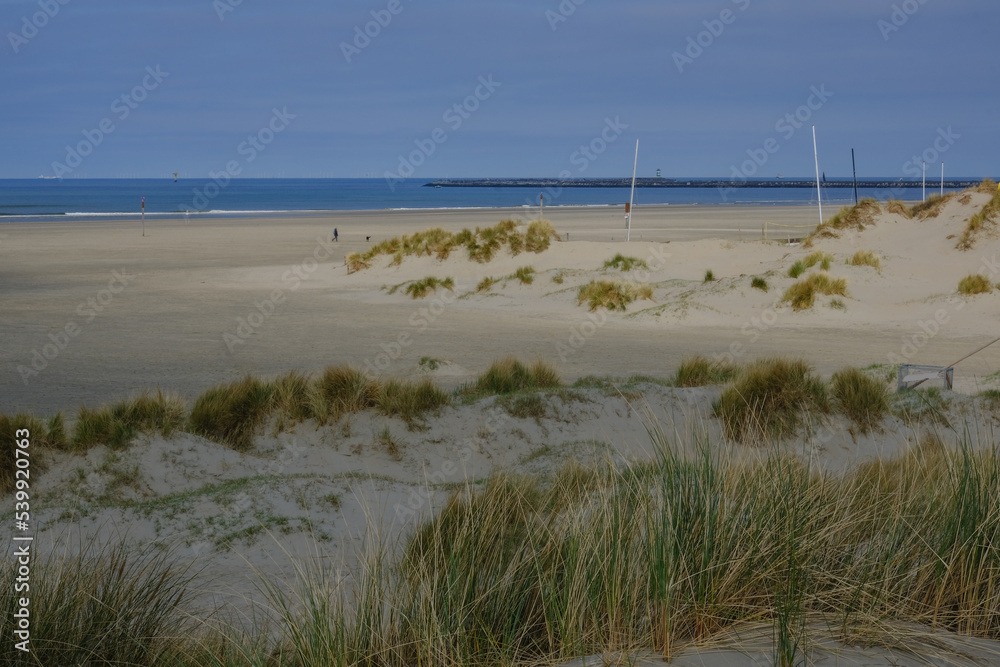 Sand dunes and ocean grass on empty beach on sunny day with blue sky