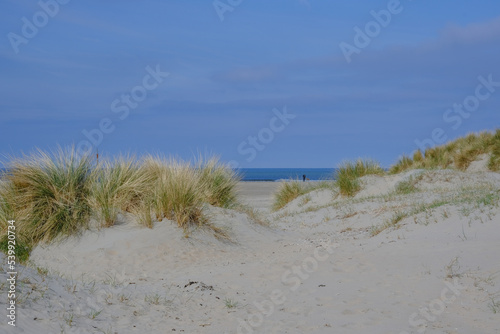 Fototapeta Naklejka Na Ścianę i Meble -  Sand dunes and ocean grass on empty beach on sunny day with blue sky