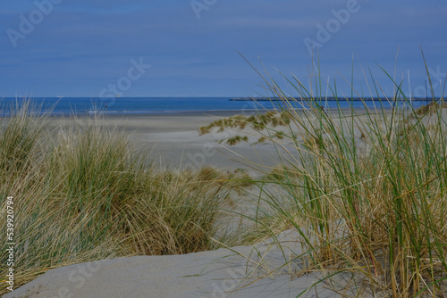 Sand dunes and ocean grass on empty beach on sunny day with blue sky