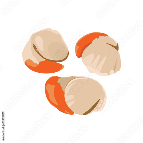 Fresh tasmanian scallops food protein for diet and cuisine. Flat vector illustration isolated on white background