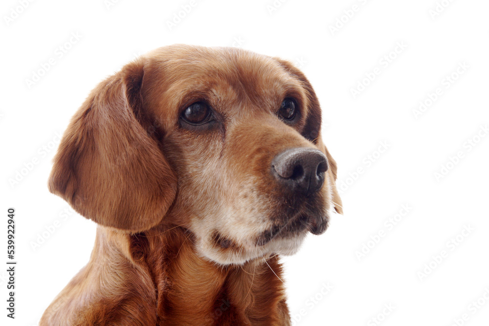 one brown dog (mongrel) , png file one brown dog (mongrel) , png file