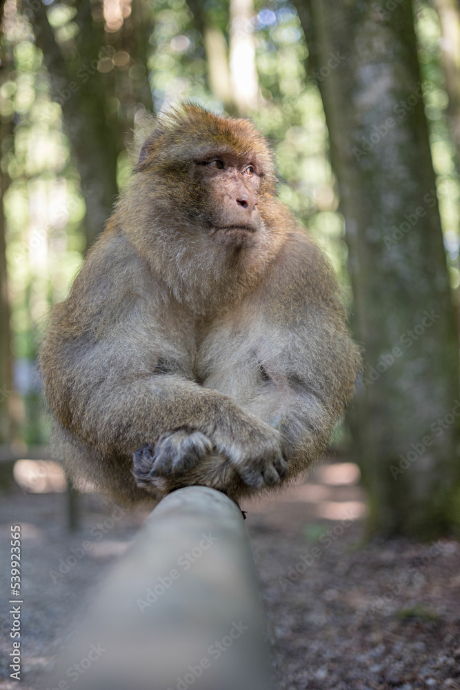 Fototapeta premium Affen in Natur 