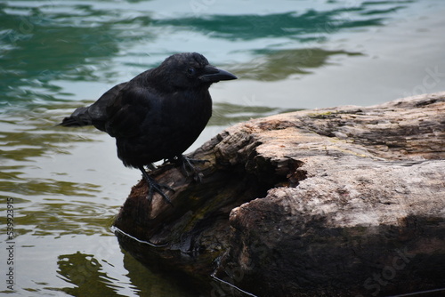 thirty crow perched on a rock © Trevor Cook