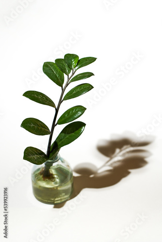 Home gardening - Zamioculcas sprouts in glass jar with water.