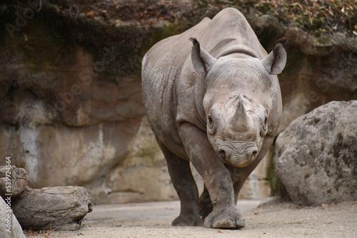 rhino posing for the camera